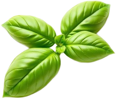 Fresh Basil