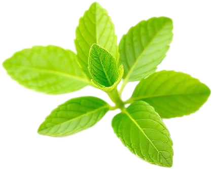 Mint